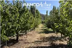  Venta  Agrícola en Quillón  $832.916.480 UF20.240 