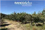  Venta  Agrícola en Quillón  $832.916.480 UF20.240 